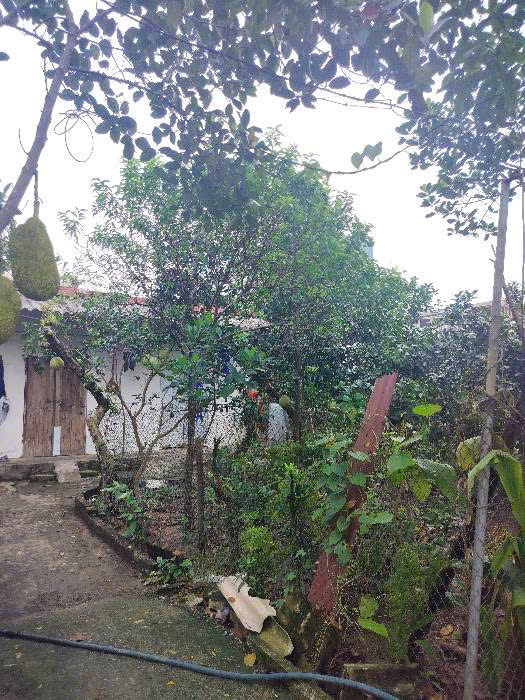 Bán đất Ninh Sở, Thường tín